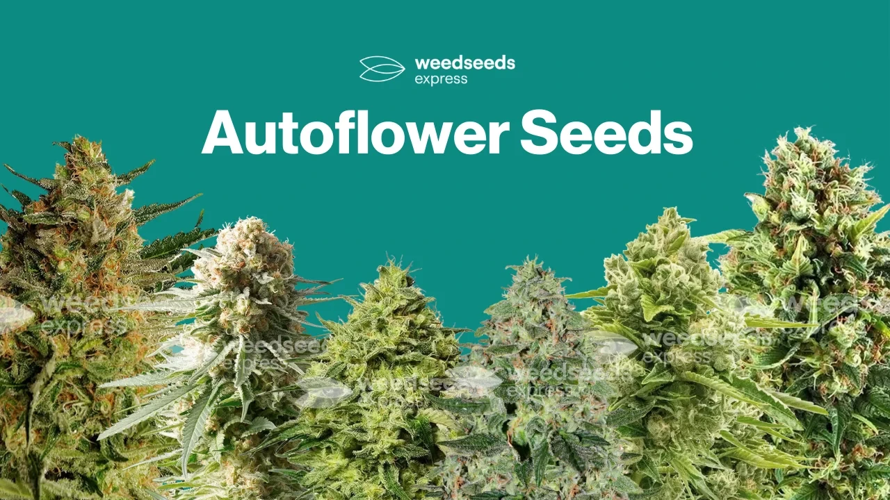 Autoflower Weed Seeds